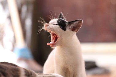 YouTube Cat Videos
